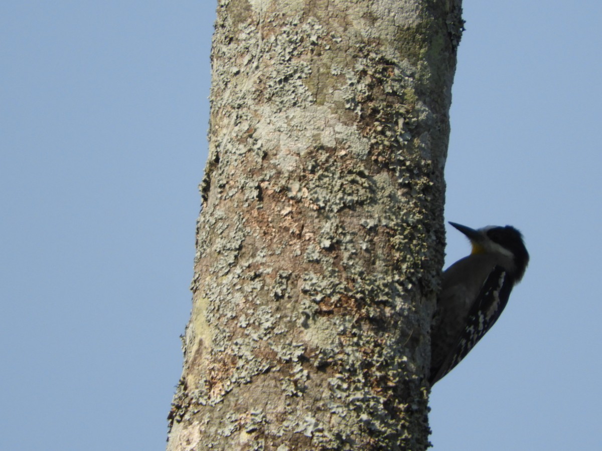 White-fronted Woodpecker - ML622157320