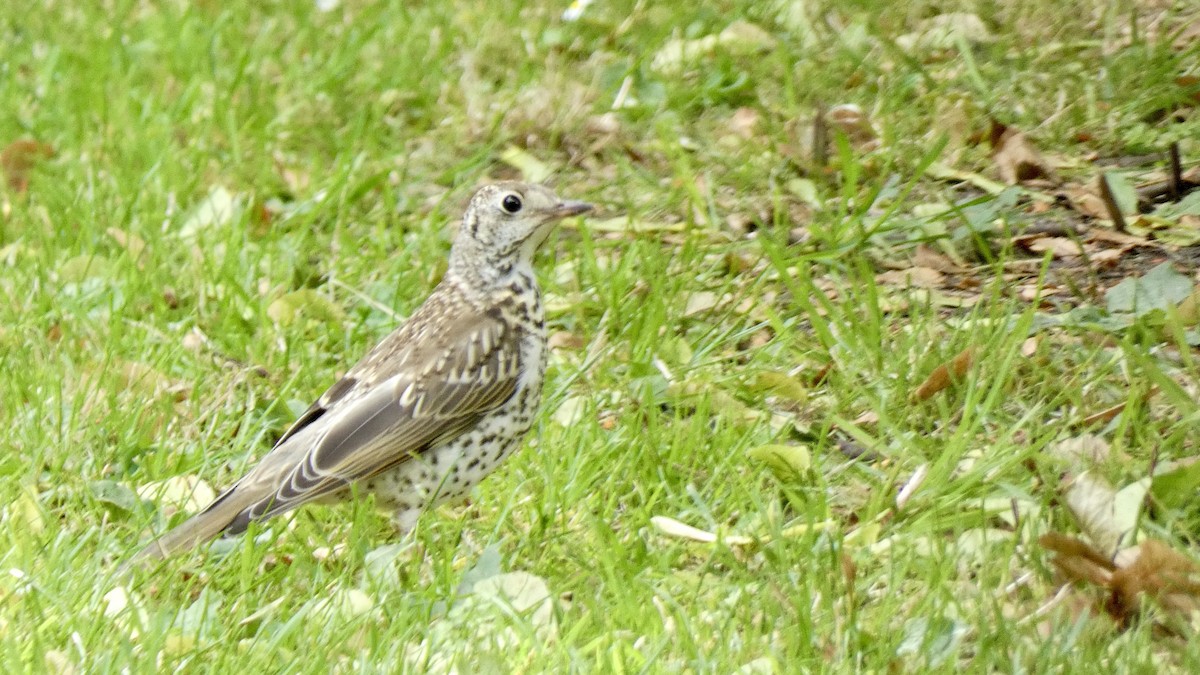 Mistle Thrush - ML622157325