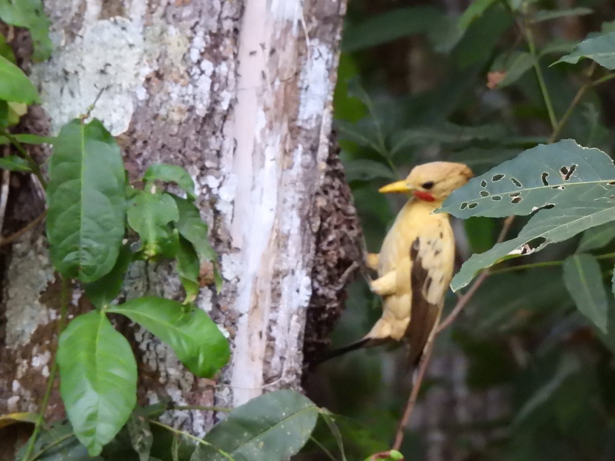 Cream-colored Woodpecker - Iza Alencar