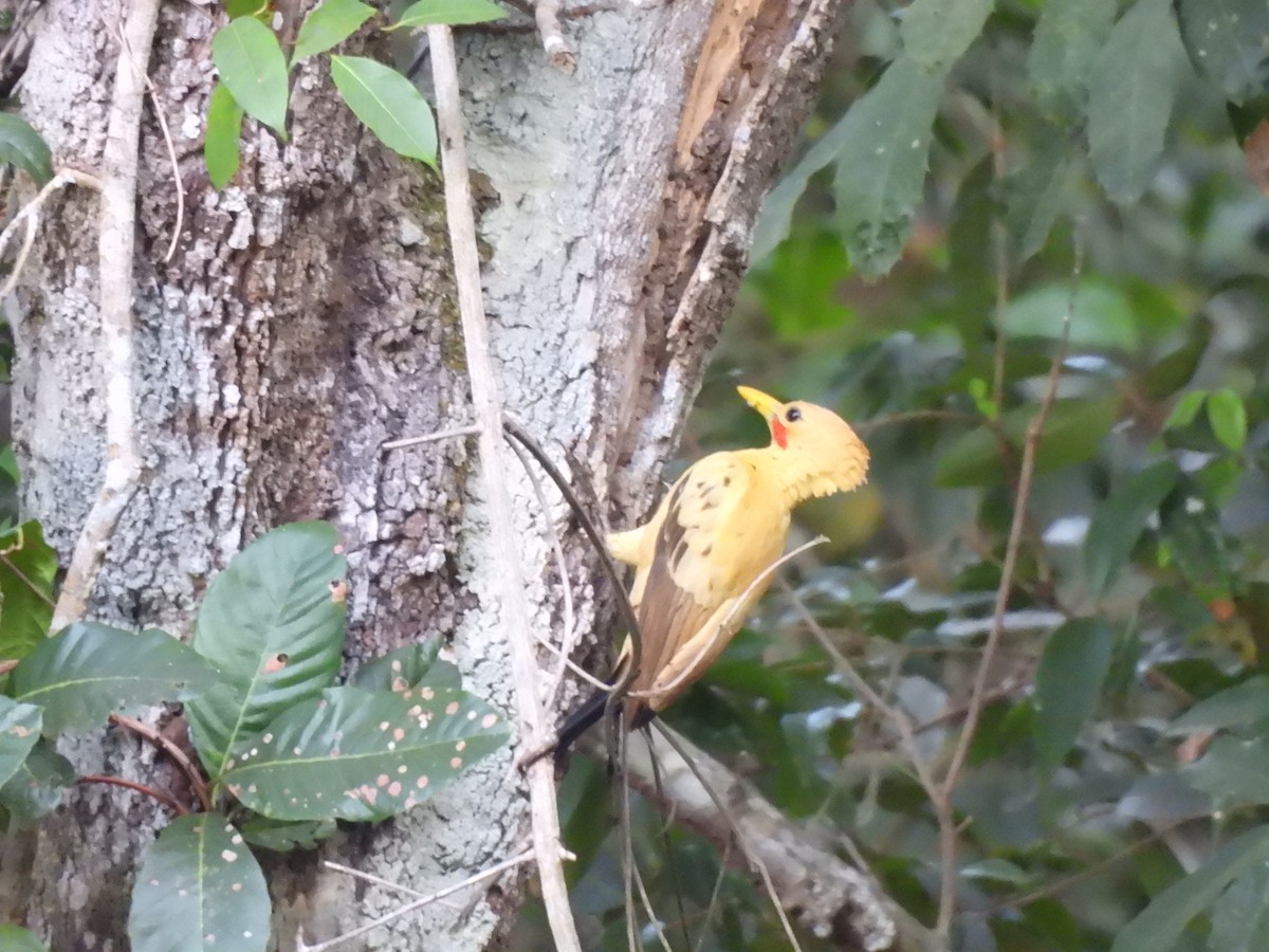 Cream-colored Woodpecker - Iza Alencar