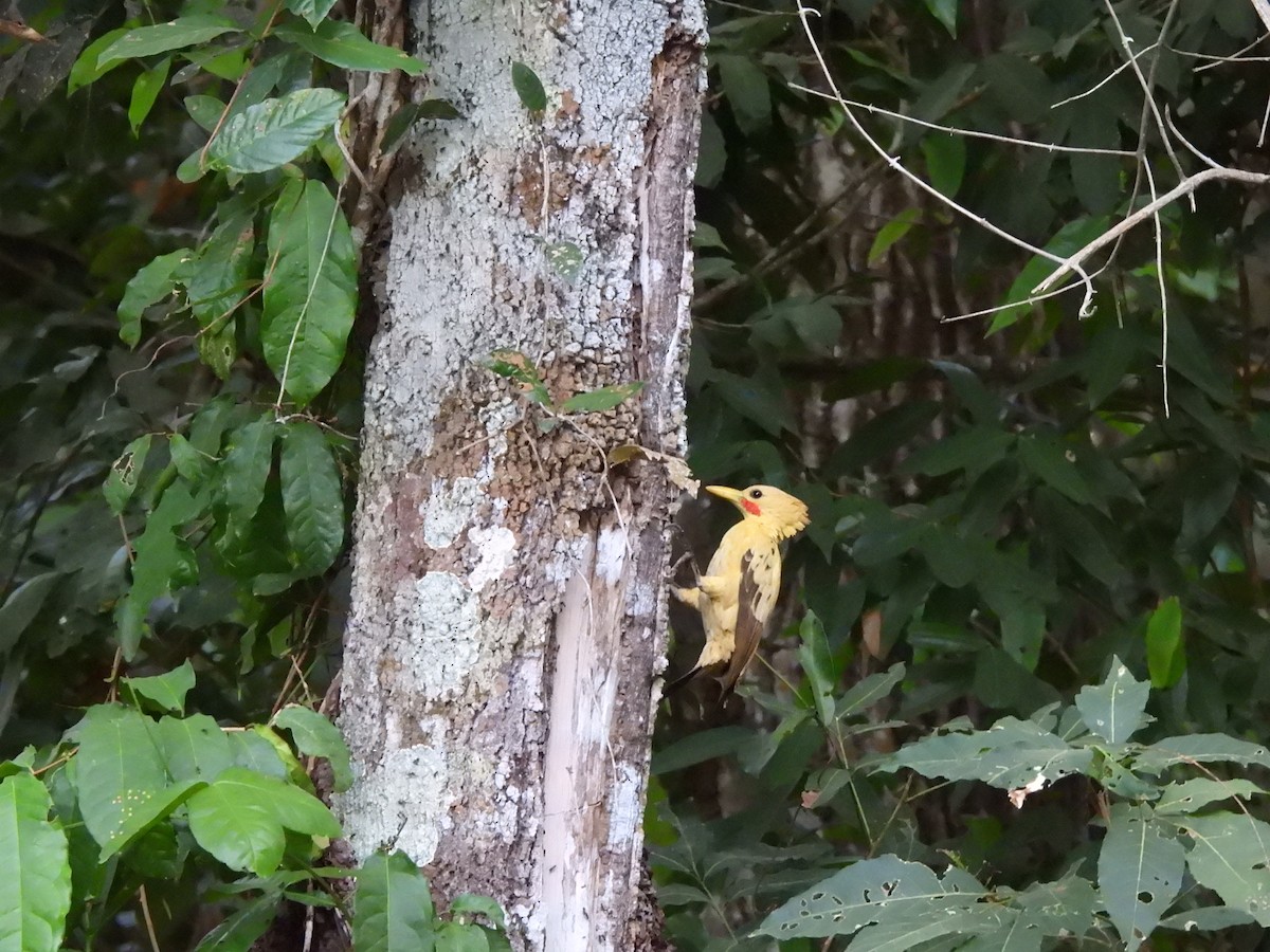 Cream-colored Woodpecker - ML622157329