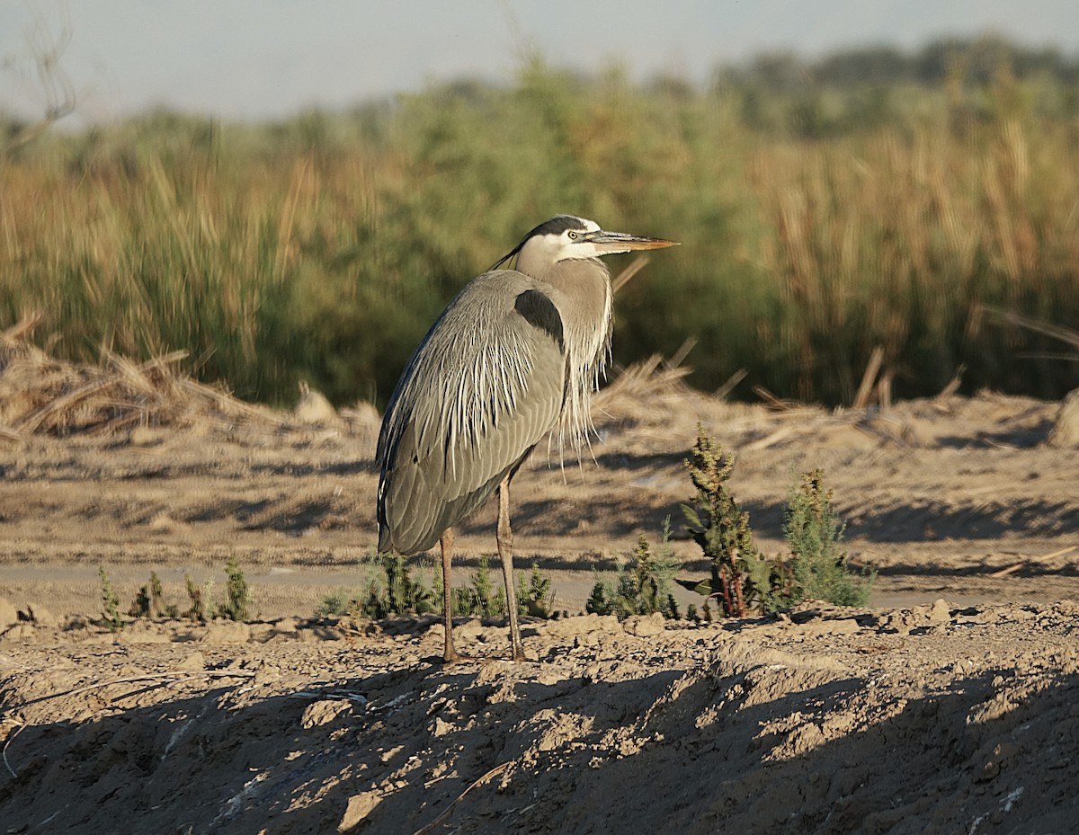 Great Blue Heron - ML622157338