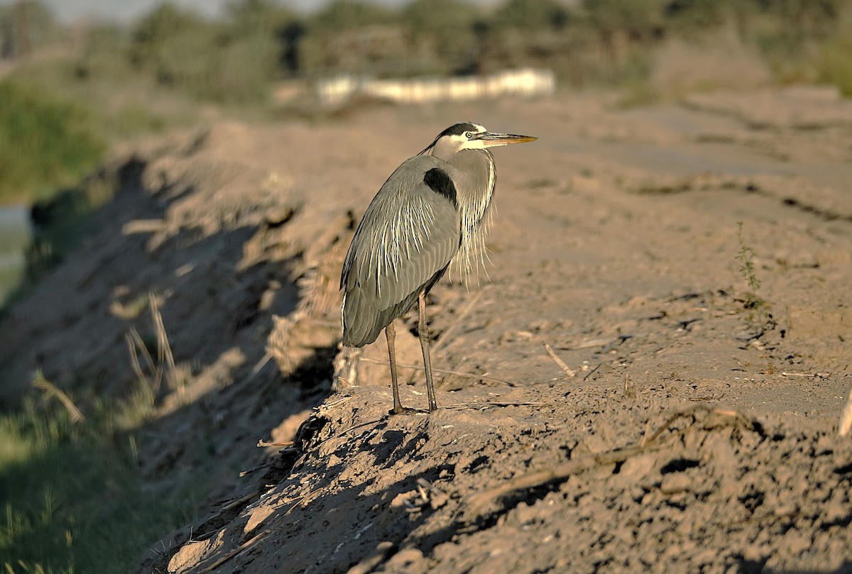 Great Blue Heron - Edurne Ugarte