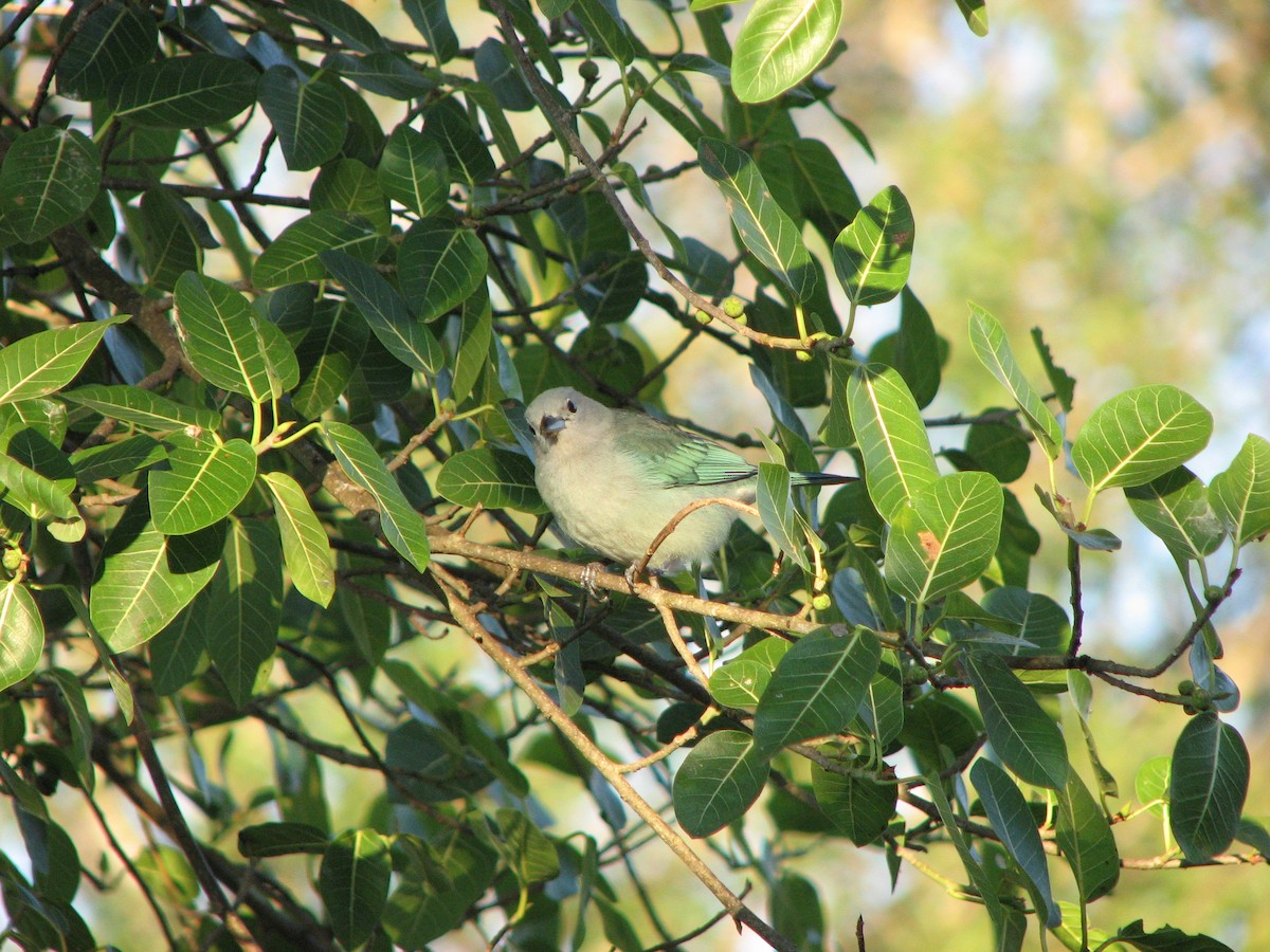 Sayaca Tanager - ML622157340