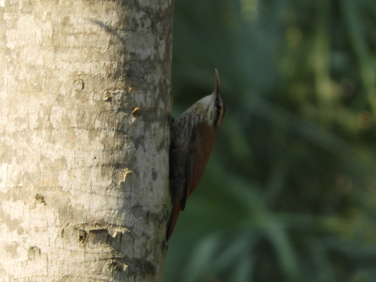 Narrow-billed Woodcreeper - ML622157341