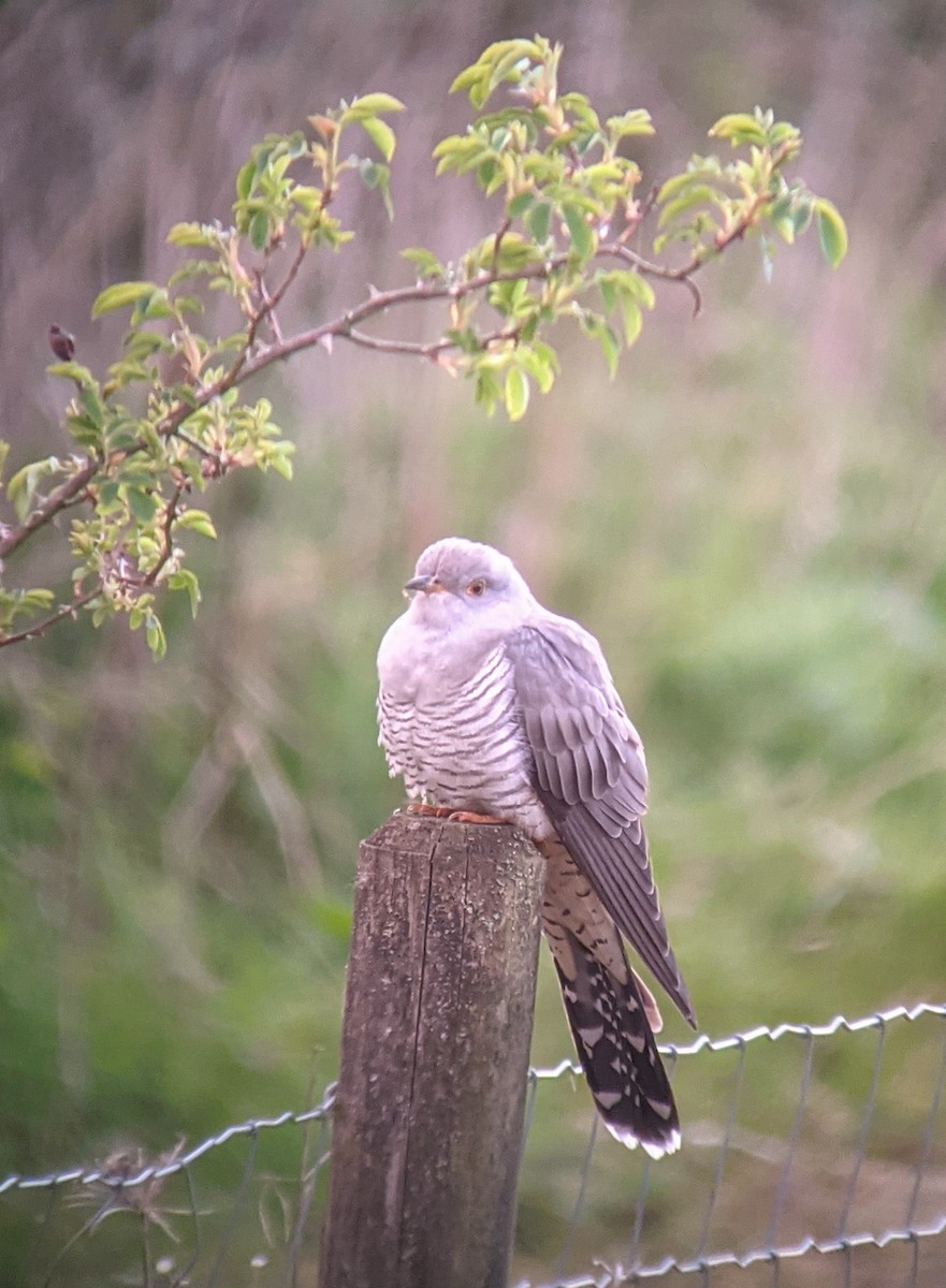 Common Cuckoo - Rich Bayldon