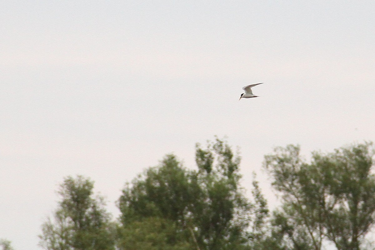 Zwergseeschwalbe - ML622157347