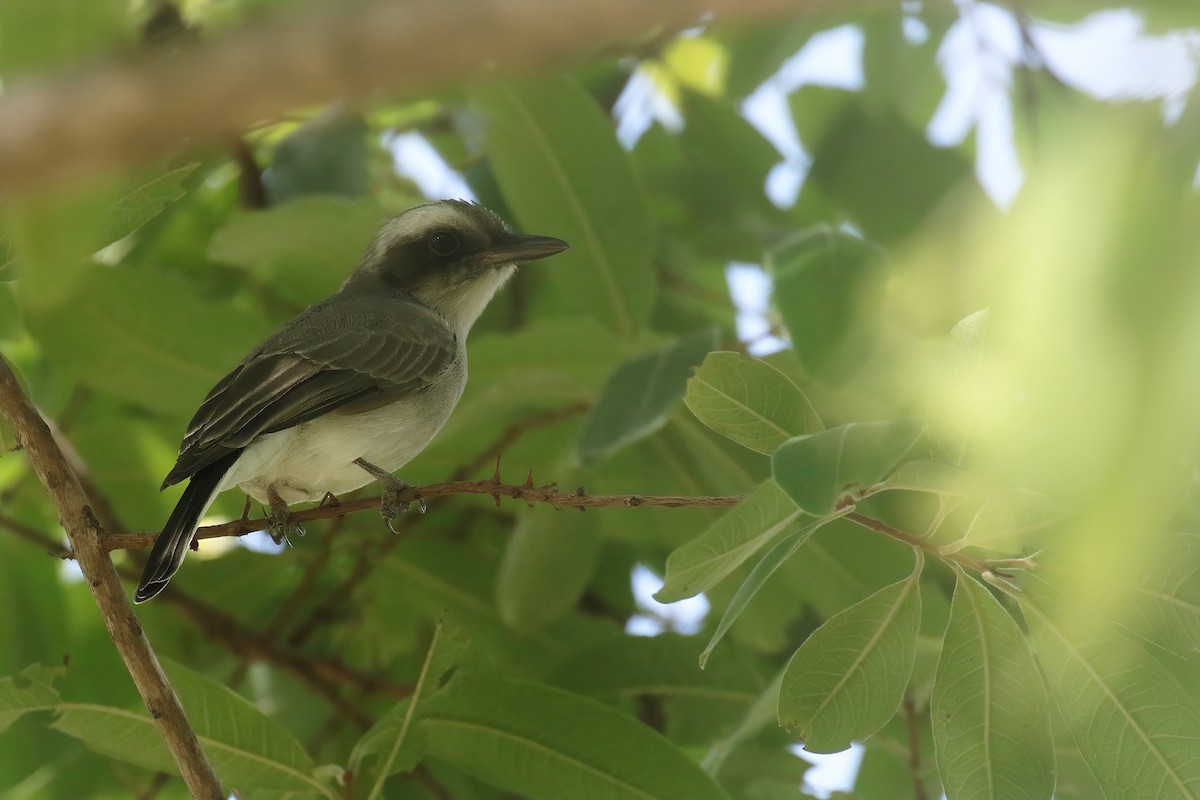 Common Woodshrike - ML622157349