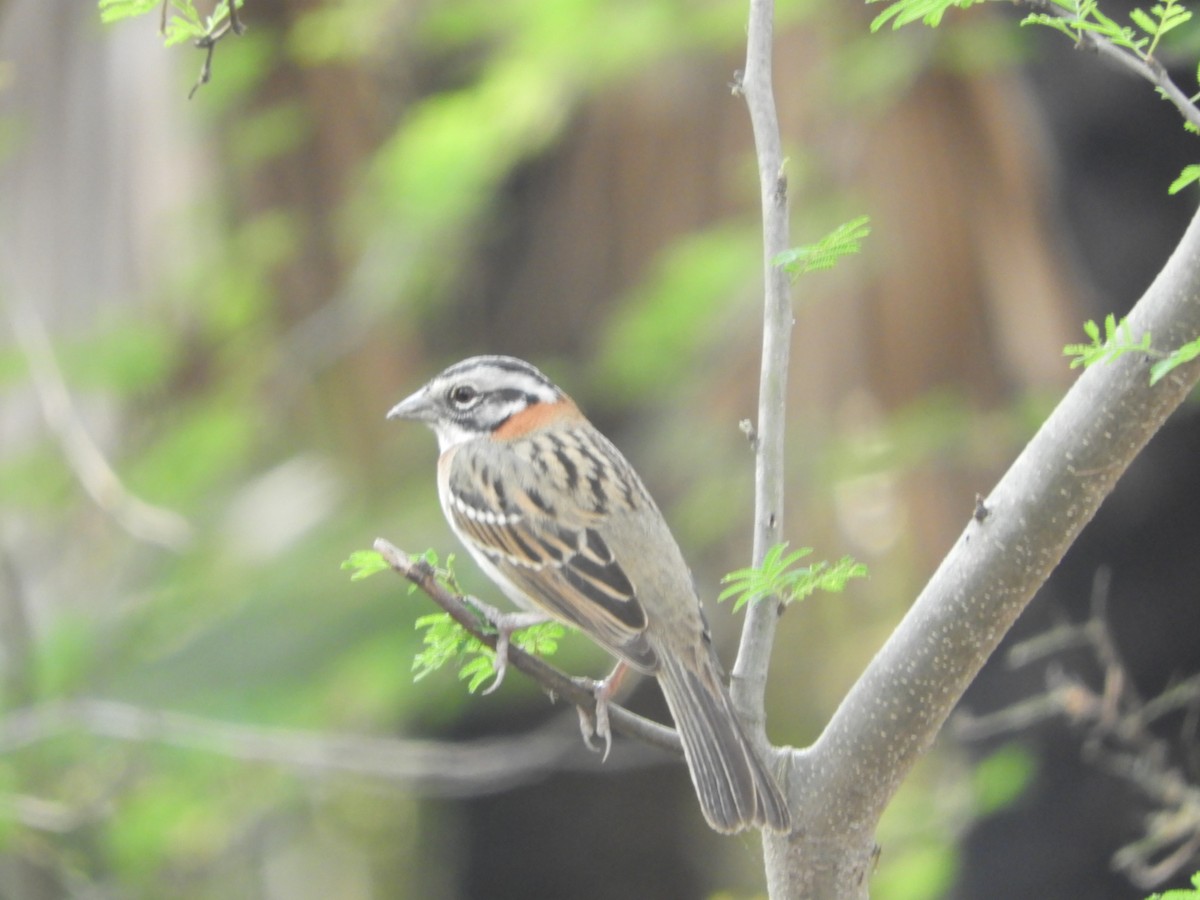 Rufous-collared Sparrow - ML622157351
