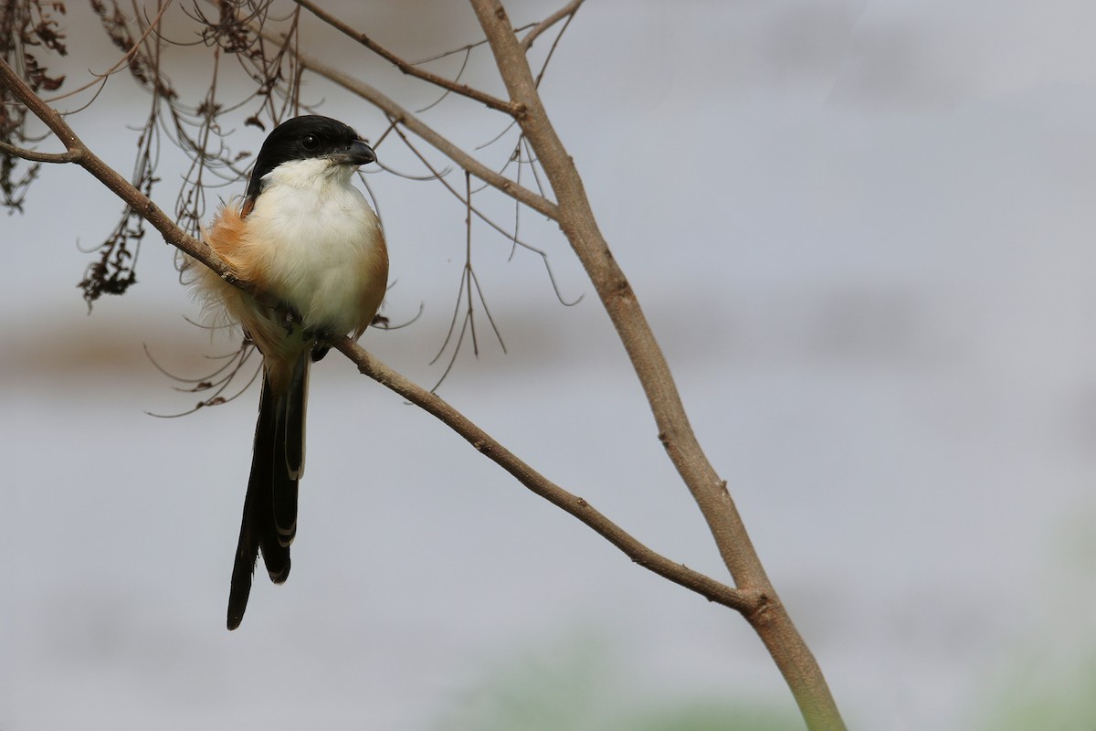 Schachwürger (tricolor/longicaudatus) - ML622157353