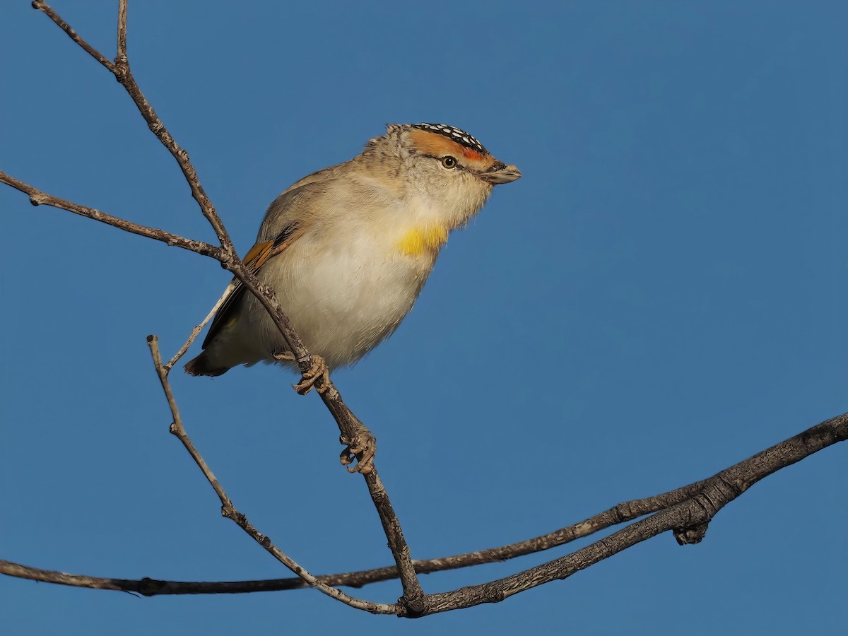 Rotbrauen-Panthervogel - ML622157359