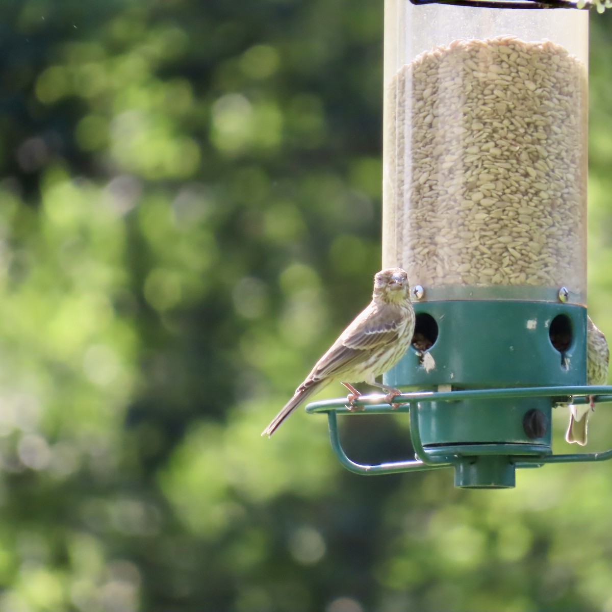 House Finch - Jocelyn K