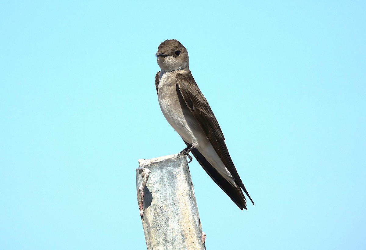 Northern Rough-winged Swallow - ML622157388