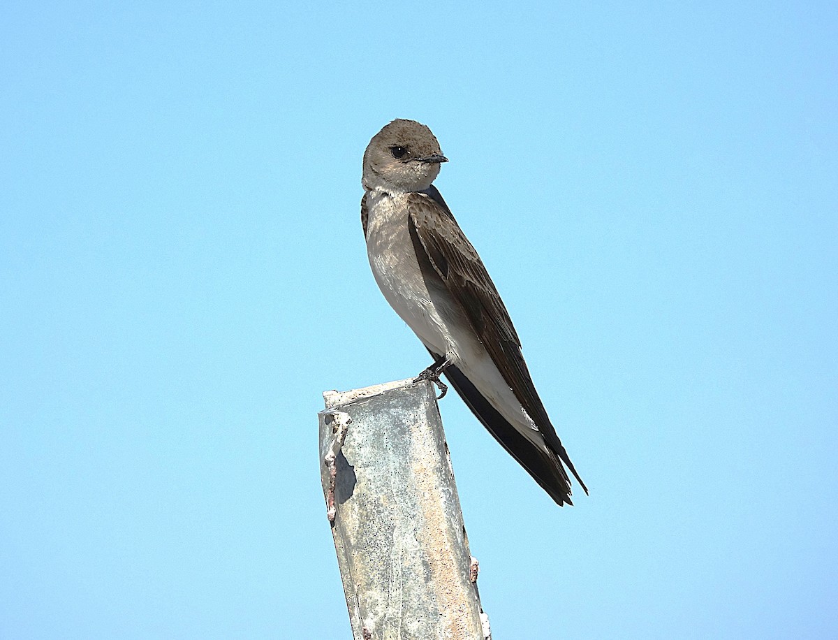 Northern Rough-winged Swallow - ML622157389