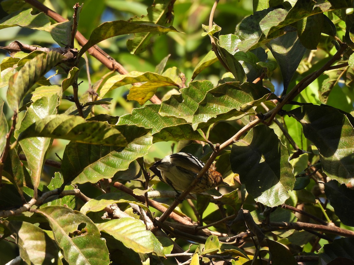 Amazonian Streaked-Antwren - ML622157406