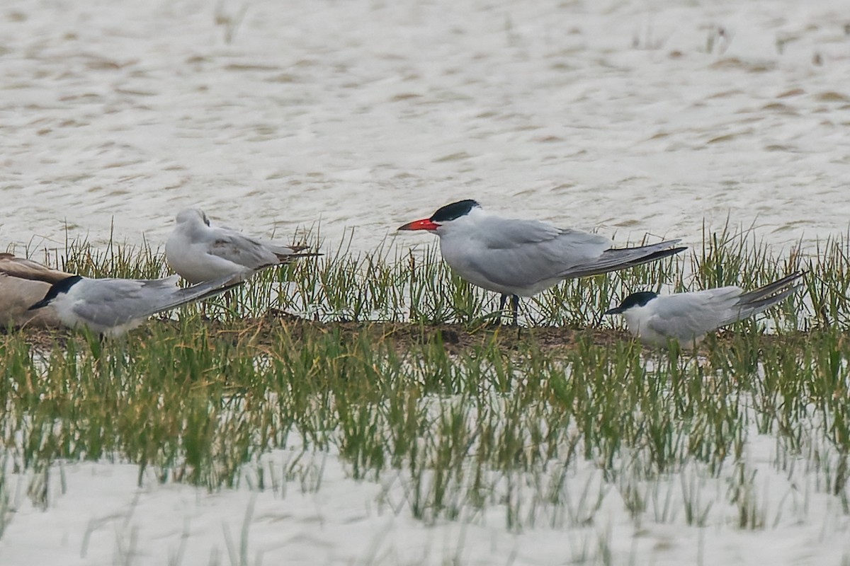 Caspian Tern - ML622157410