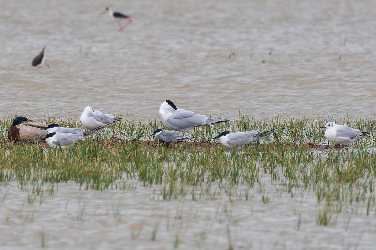 Caspian Tern - ML622157411