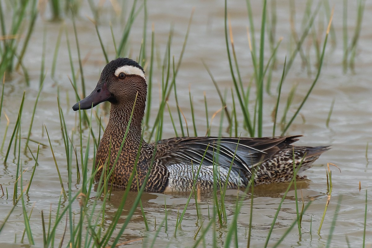 Garganey - ML622157416