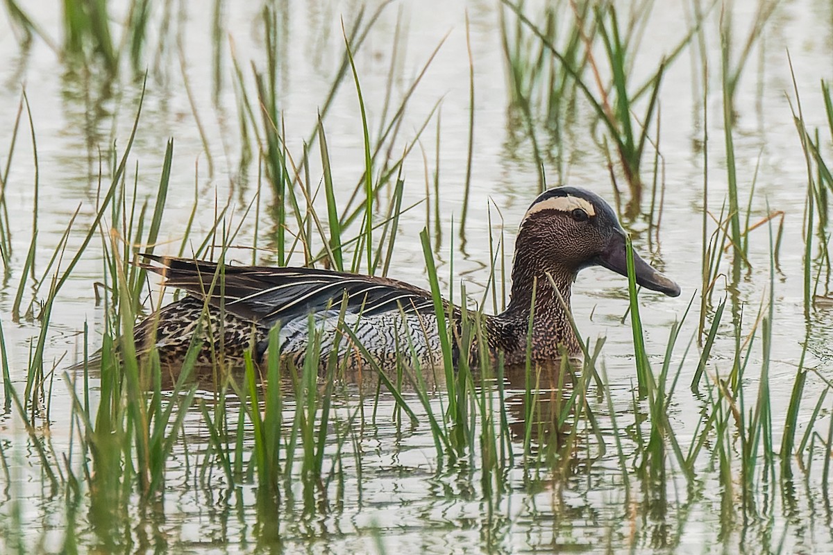 Garganey - ML622157417