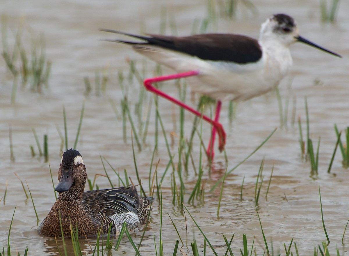 Garganey - ML622157419