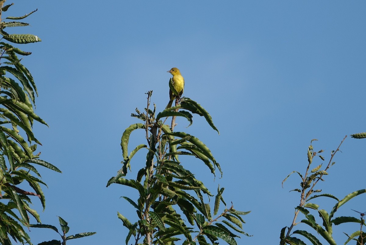 Orchard Oriole - deborah grimes