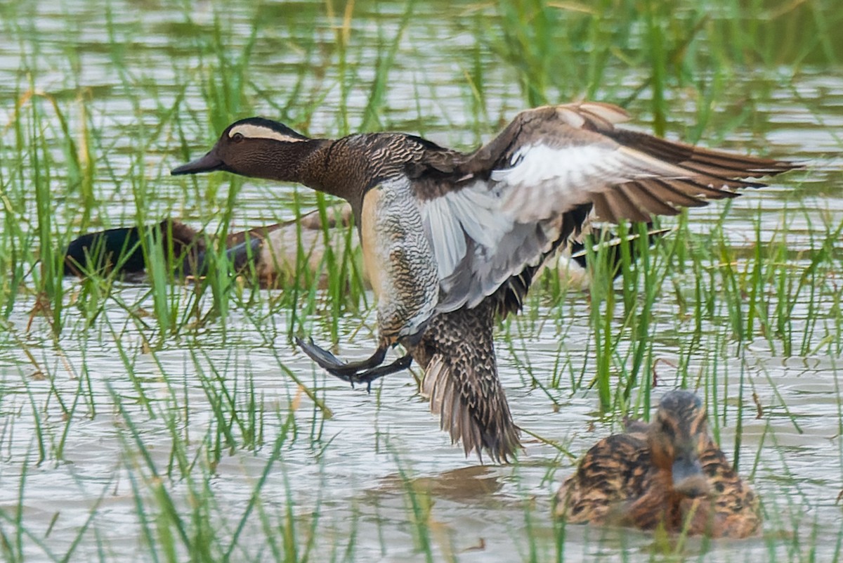 Garganey - ML622157421