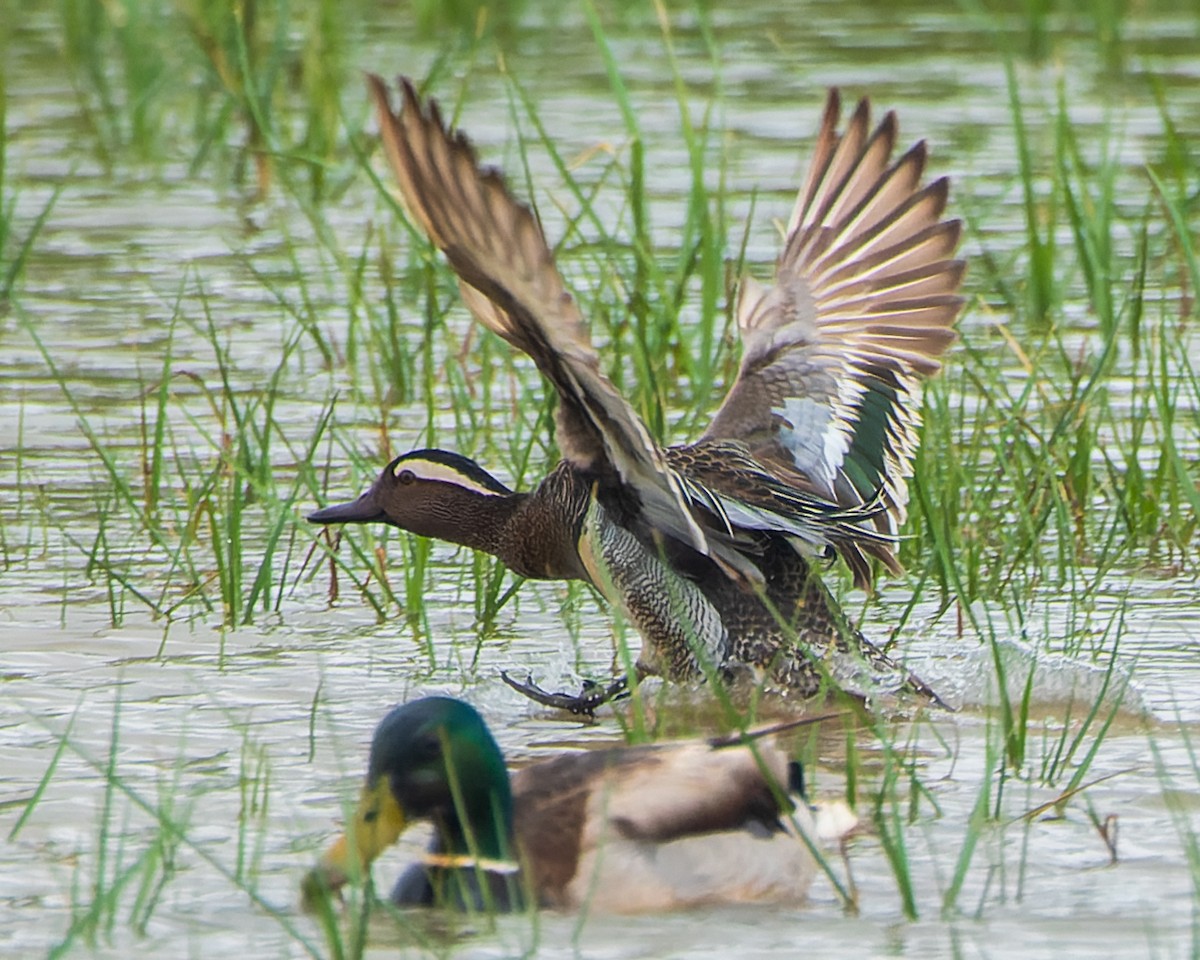 Garganey - ML622157422