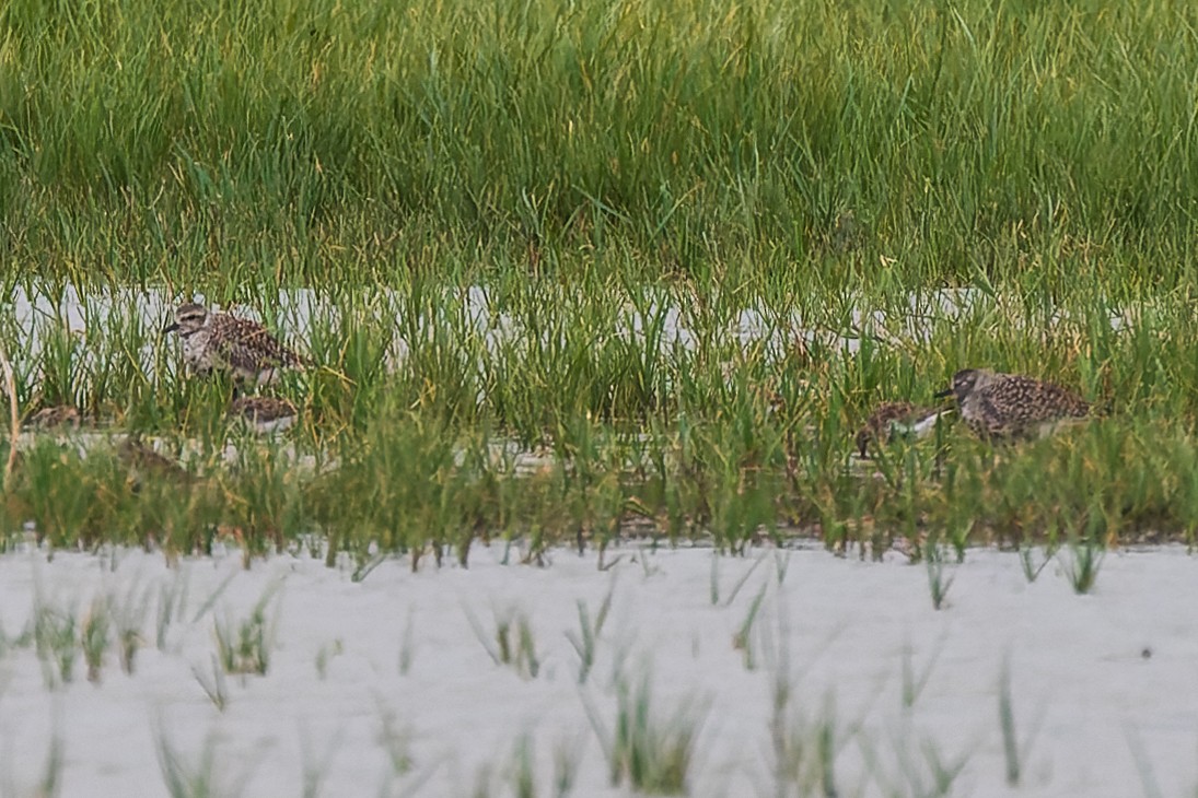 Black-bellied Plover - ML622157424