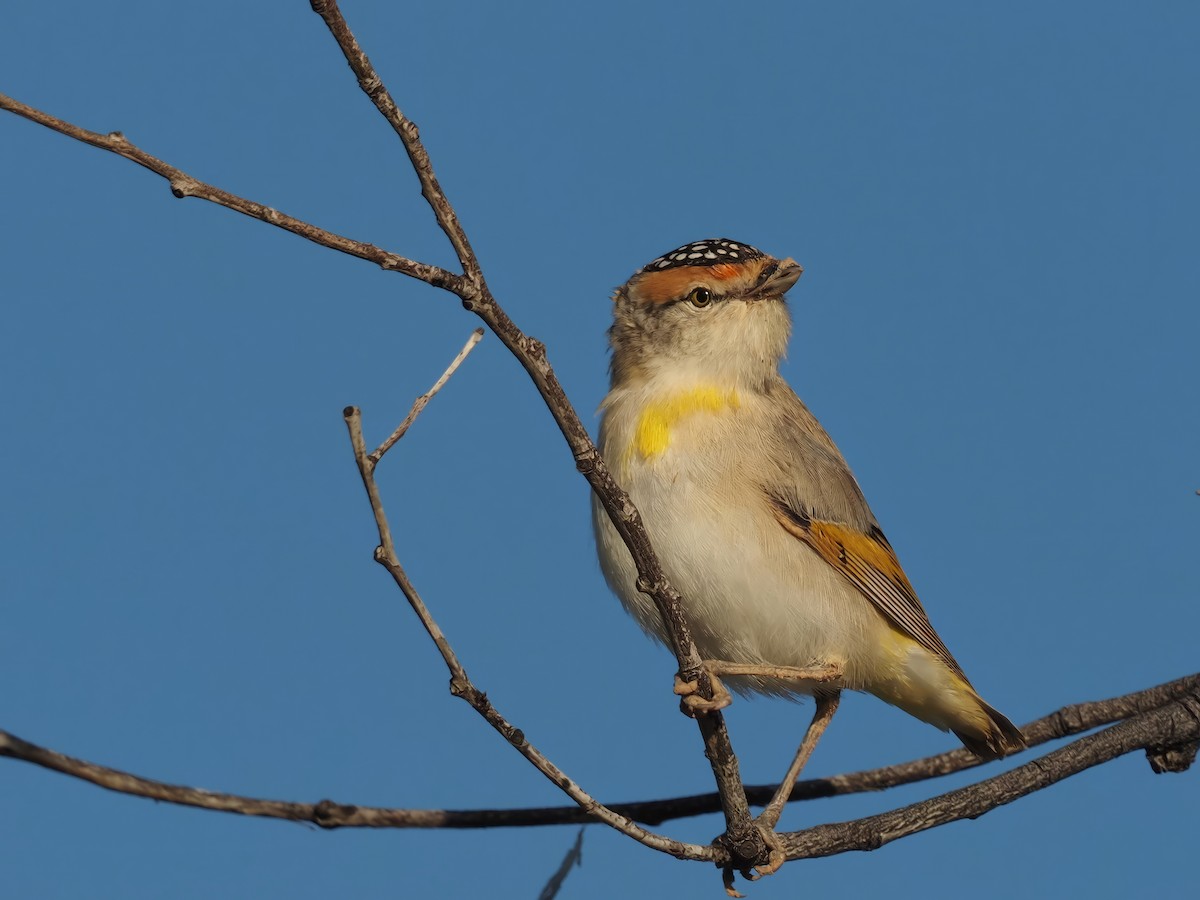 Red-browed Pardalote - ML622157426