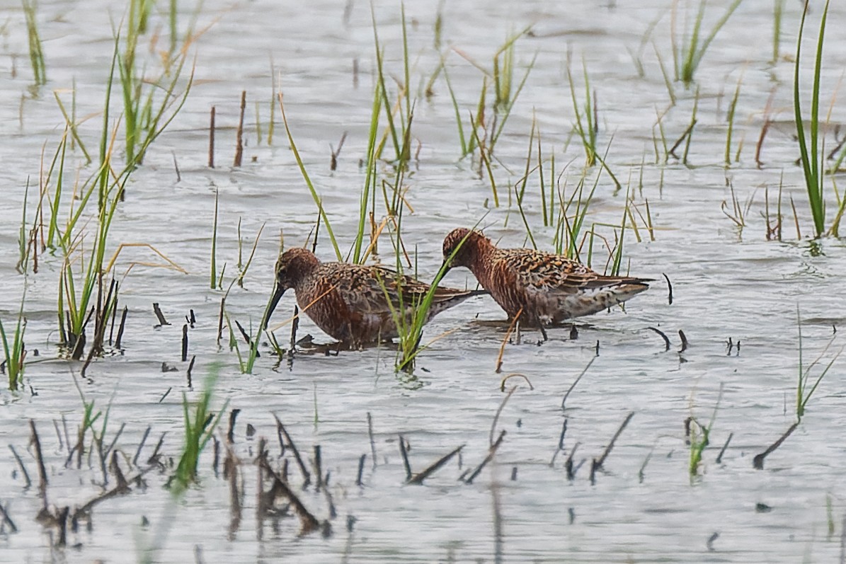 Curlew Sandpiper - ML622157432