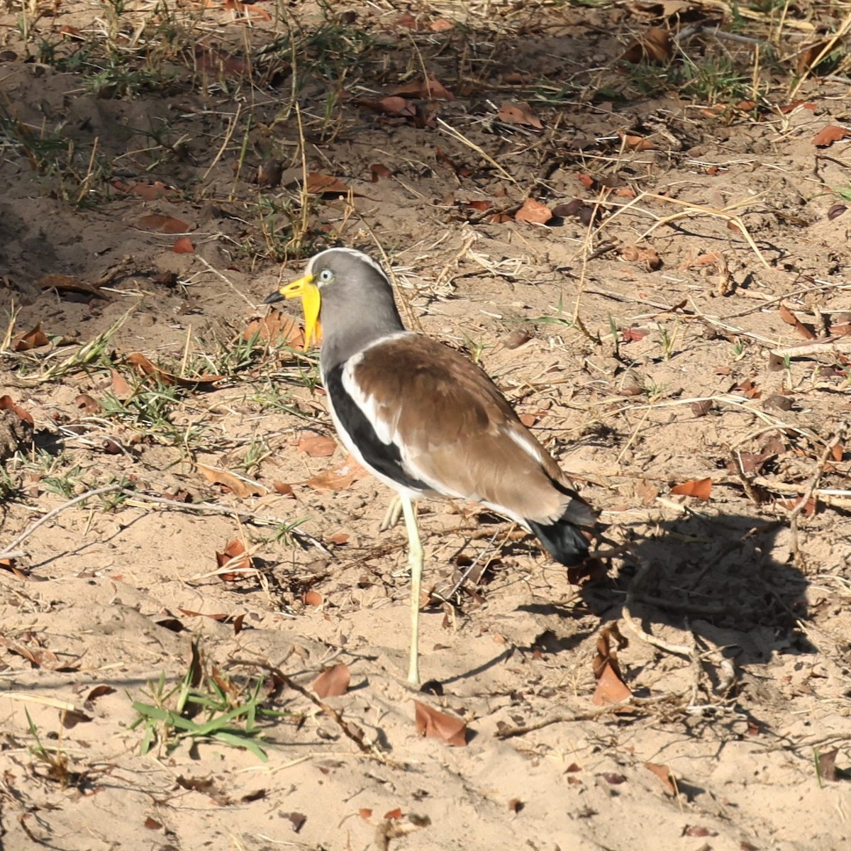 White-crowned Lapwing - ML622157433