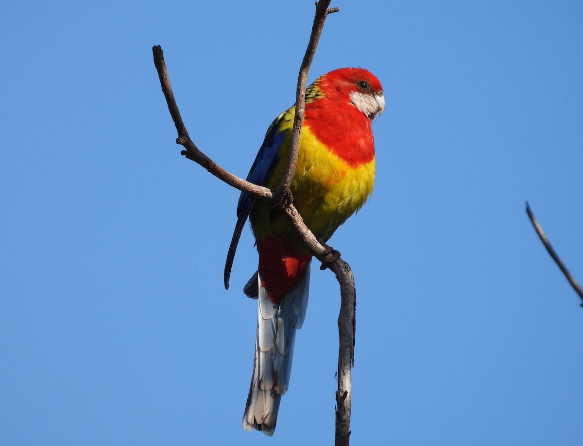 Eastern Rosella - ML622157434