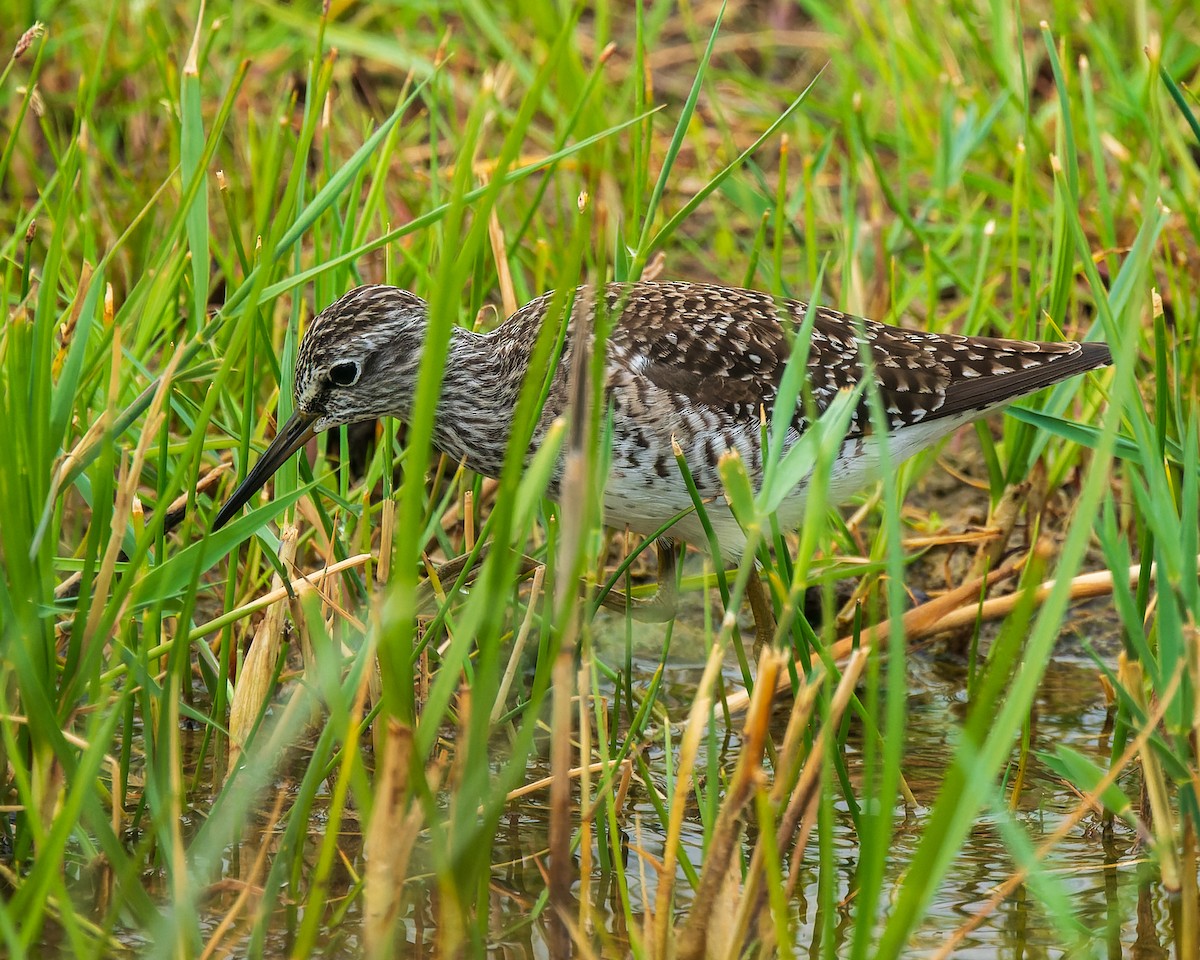 Wood Sandpiper - ML622157435