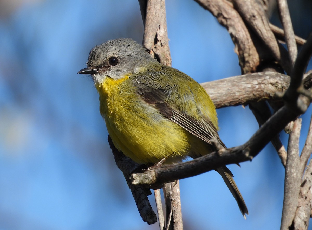 Miro à poitrine jaune - ML622157436