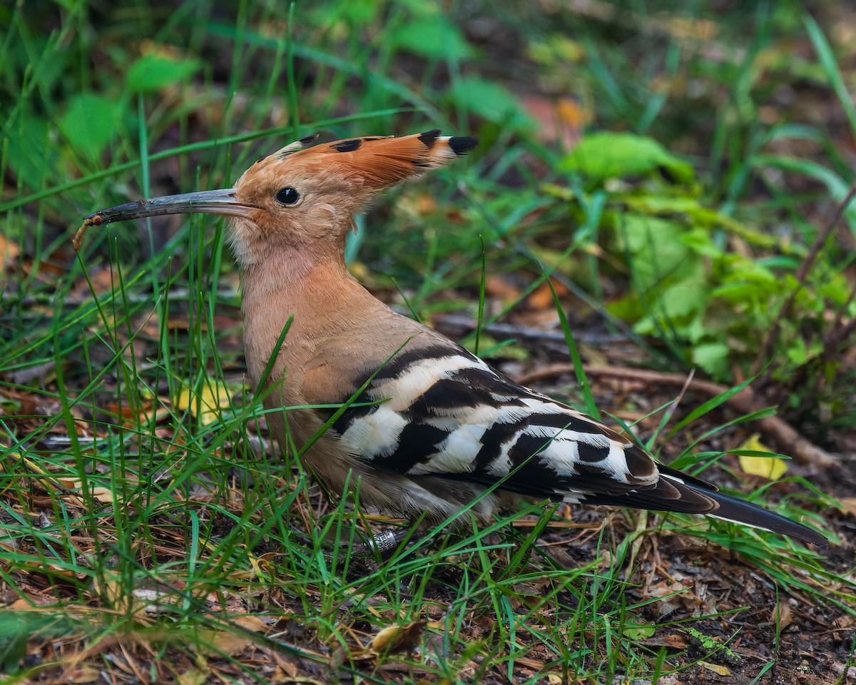 Eurasian Hoopoe - ML622157437