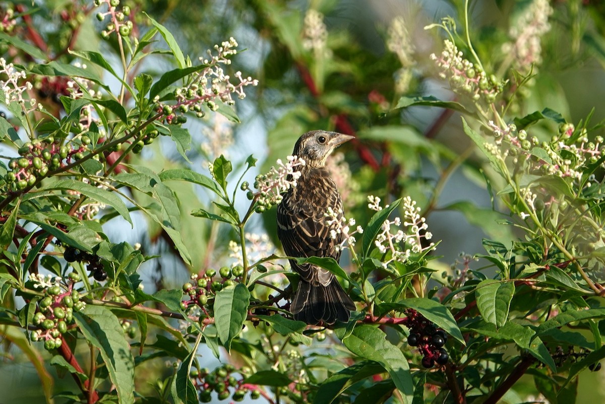 Red-winged Blackbird - ML622157438