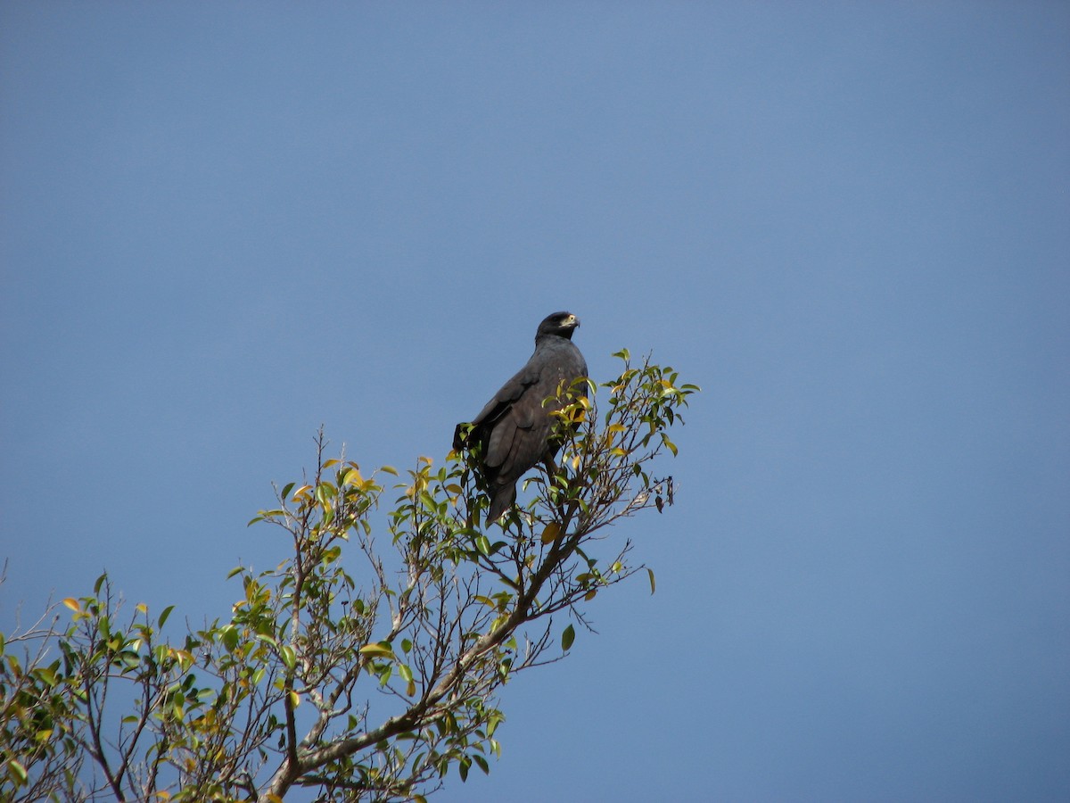 Snail Kite - ML622157439