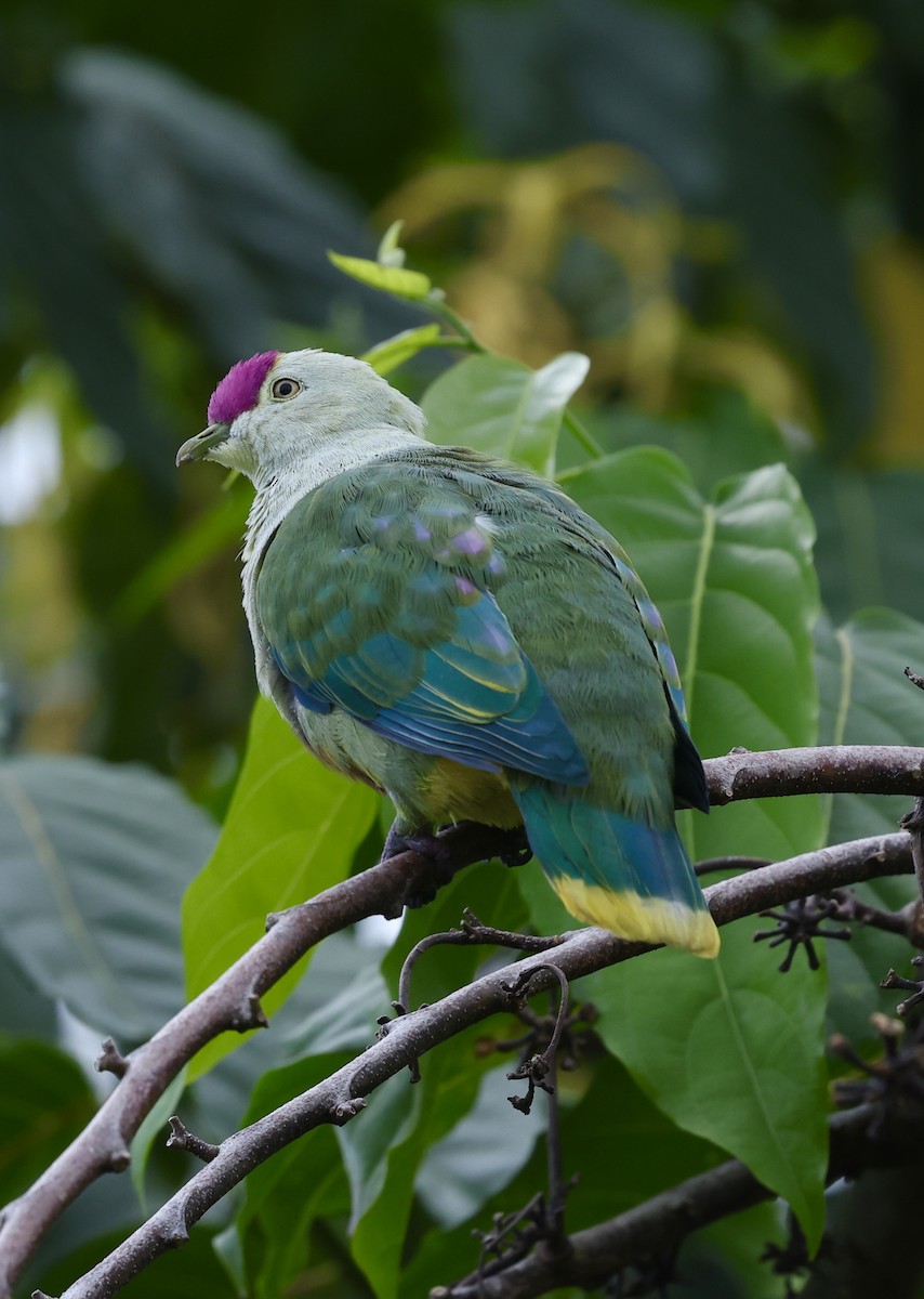 Crimson-crowned Fruit-Dove (Samoan) - ML622157442