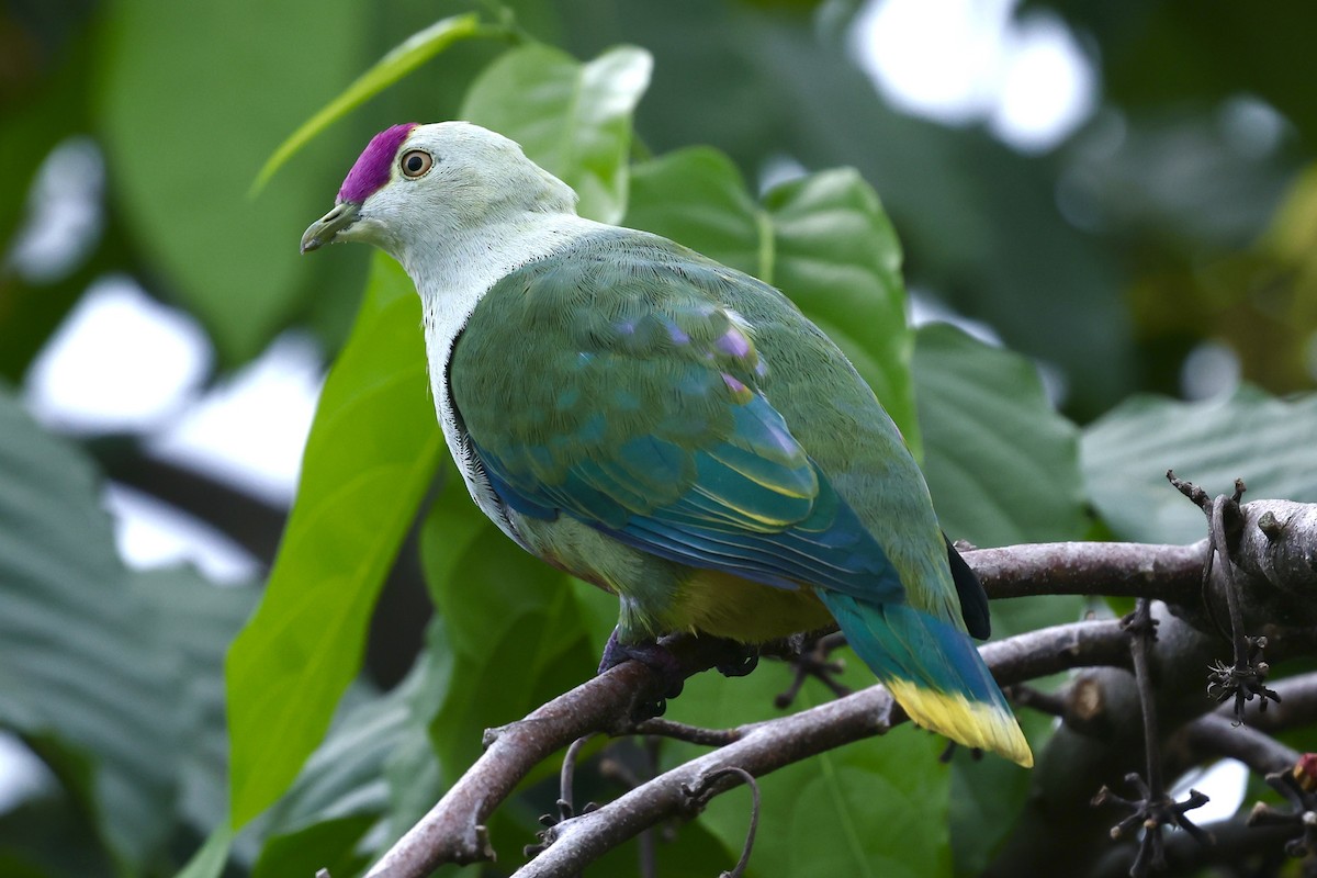 Crimson-crowned Fruit-Dove (Samoan) - ML622157443