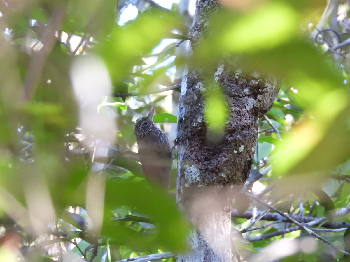 Striped Woodcreeper - ML622157450