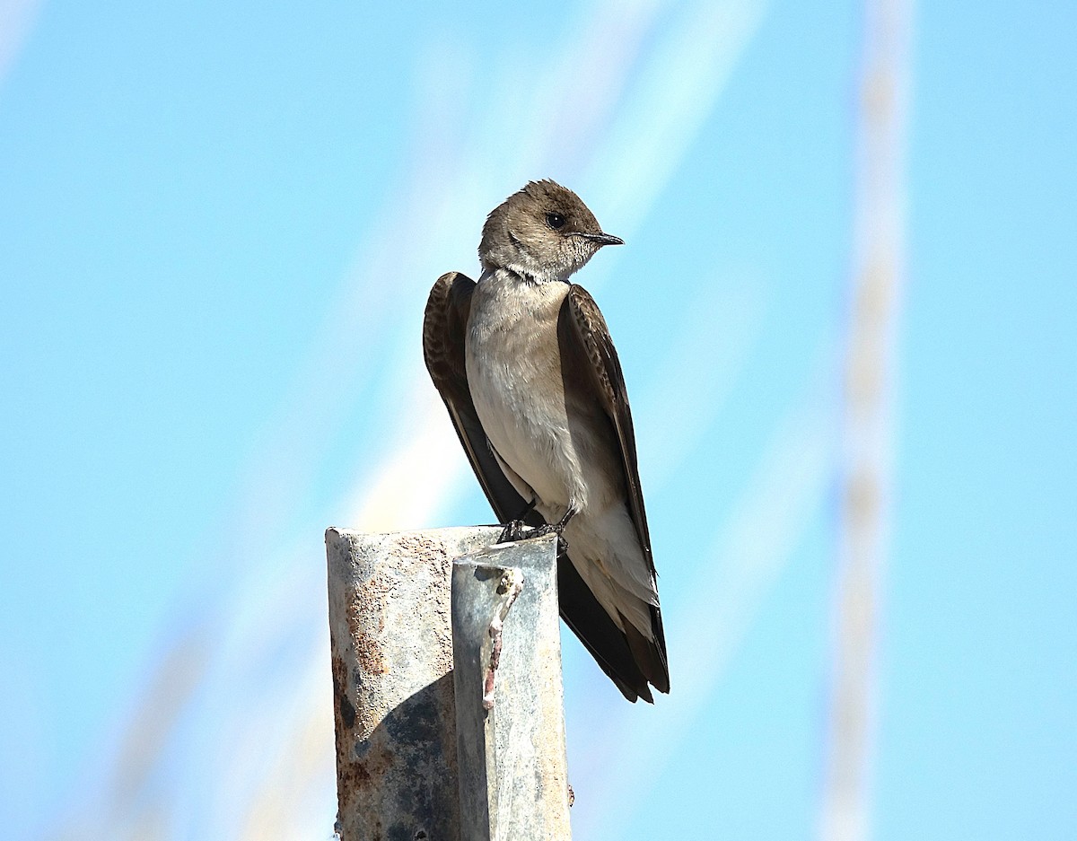 Northern Rough-winged Swallow - ML622157469