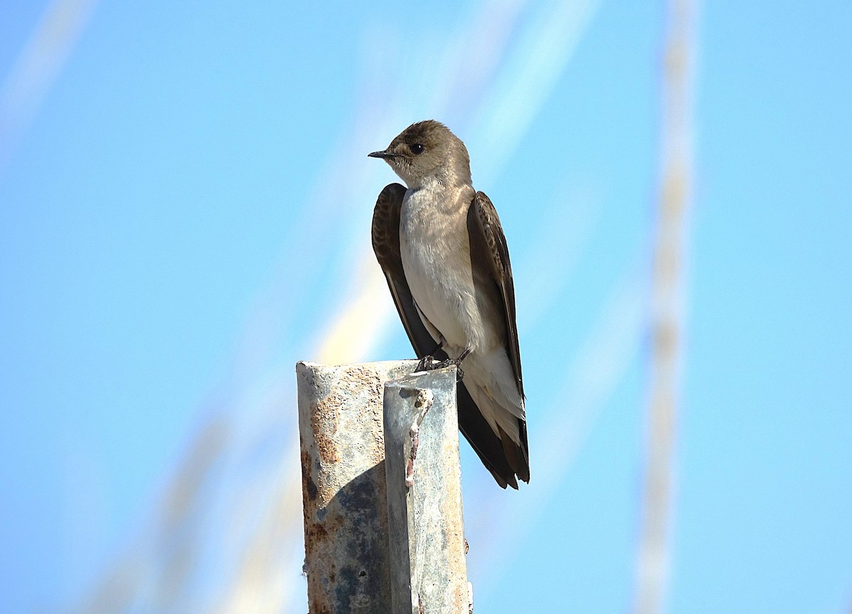 Northern Rough-winged Swallow - ML622157470