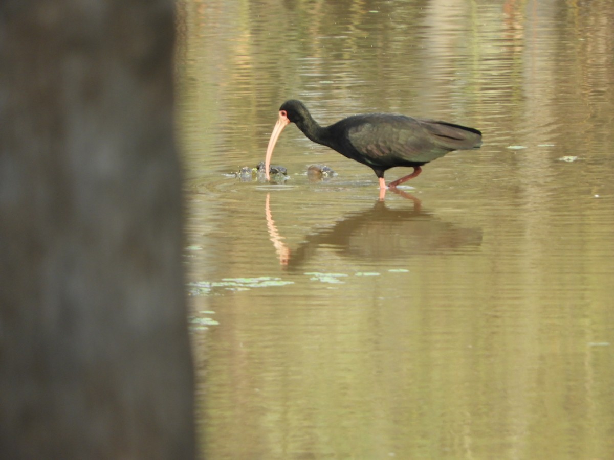 Bare-faced Ibis - ML622157488