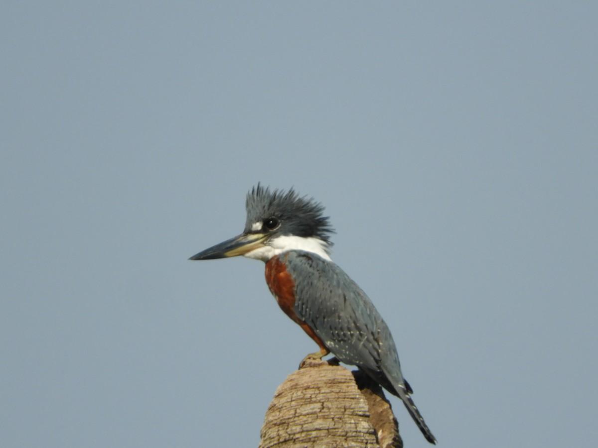 Ringed Kingfisher - ML622157490