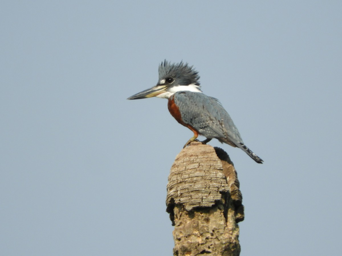 Ringed Kingfisher - ML622157491