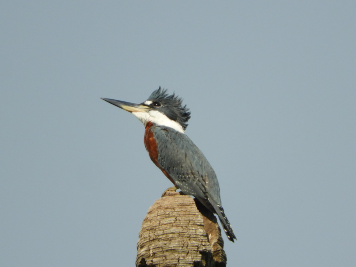 Ringed Kingfisher - ML622157492