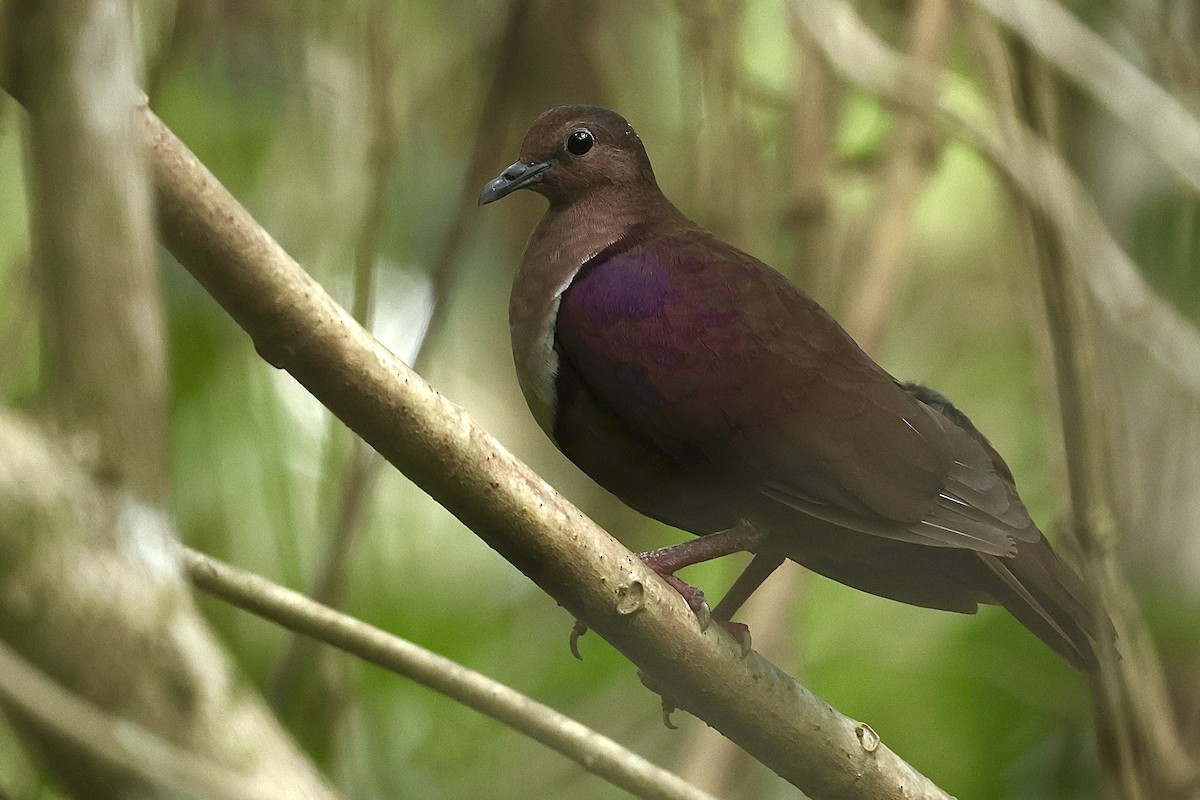 Shy Ground Dove - ML622157514