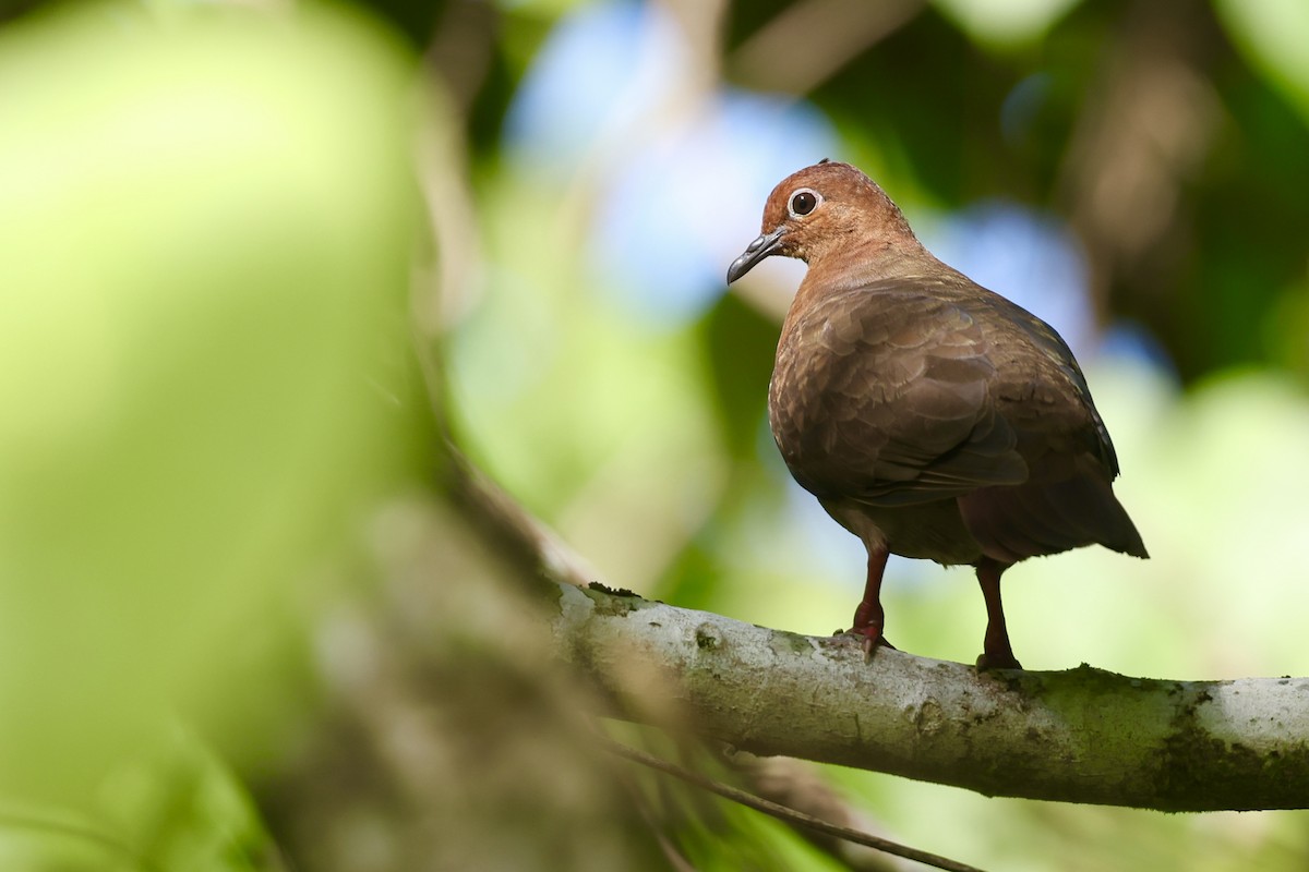 Shy Ground Dove - ML622157519