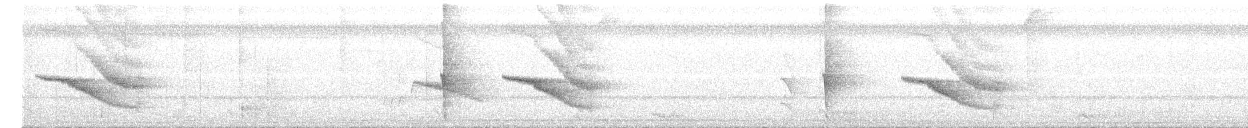 Spot-winged Antshrike - ML622157521