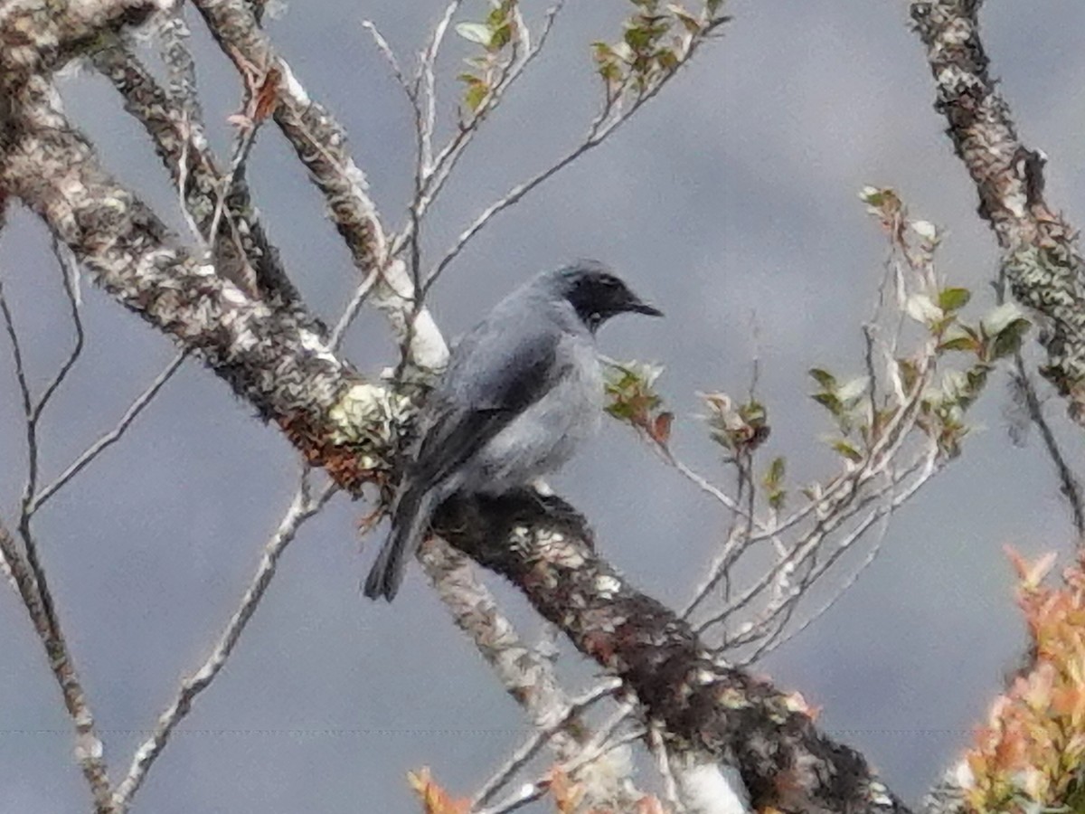 Black-throated Robin - ML622157522